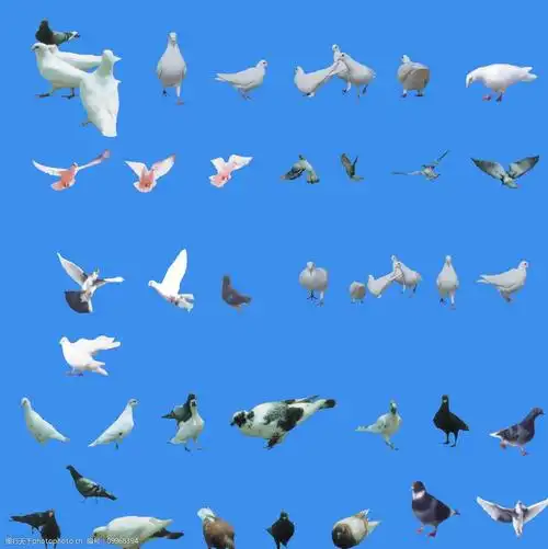 关键词:飞行动物素材 鸟类 素材 插图 平面 ps 生物世界 设计 350dpi