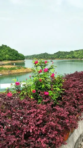 武宁花源谷,杜鹃花正开