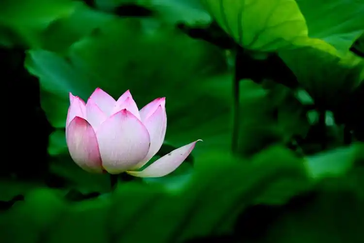 荷花,莲花,花卉,鲜花,植物花卉端庄大气的荷花图片 荷花,莲花,花卉