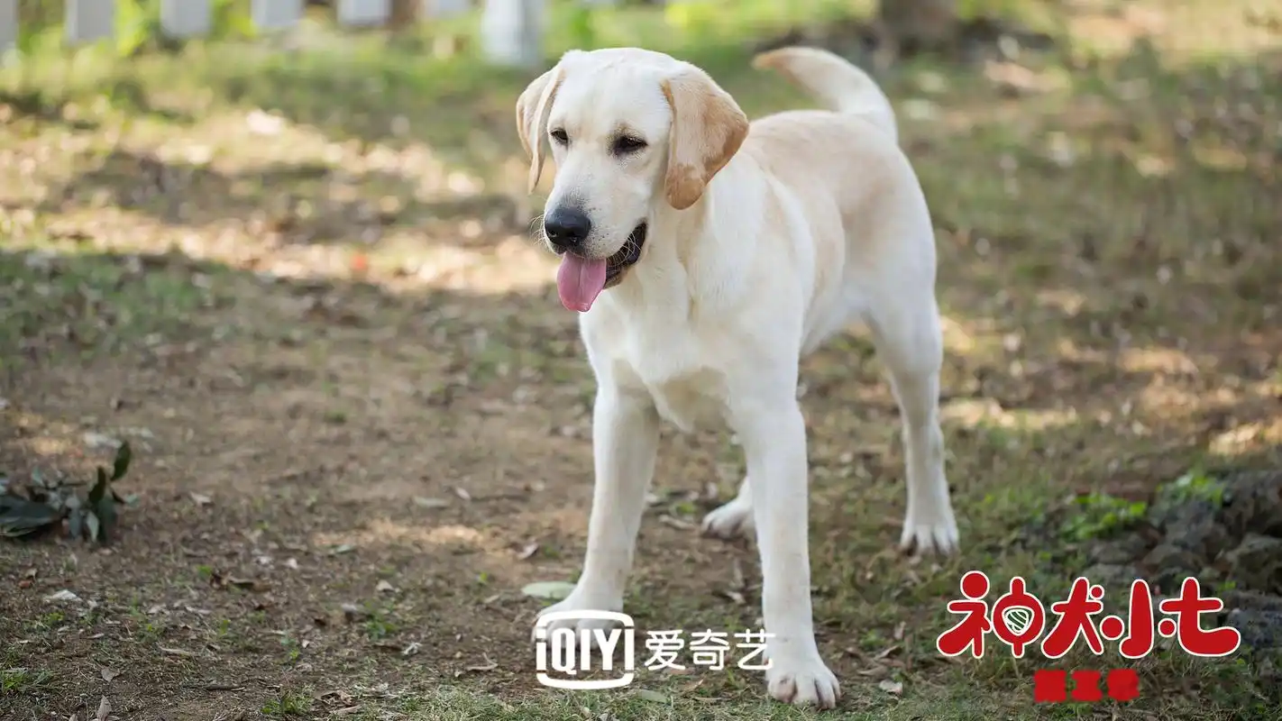 《神犬小七》第三季狗狗全阵容曝光!
