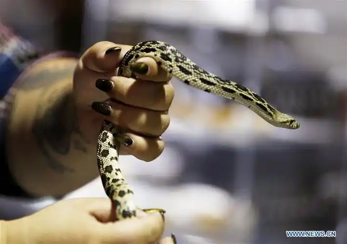 reptile super show held in los angeles