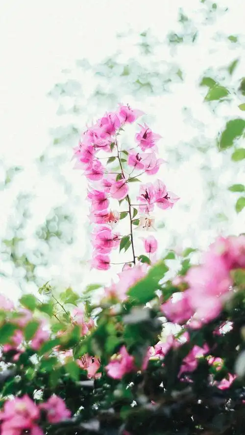 治愈系唯美花卉植物高清手机壁纸图片