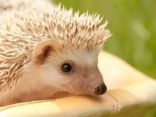 描述: 刺猬眼睛刺-动物宽屏壁纸 当前壁纸尺寸: 1280 x 960