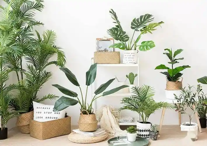 ins风绿植盘点,拿捏了!_绿色植物_风格_别名