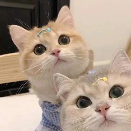小猫咪情侣头像