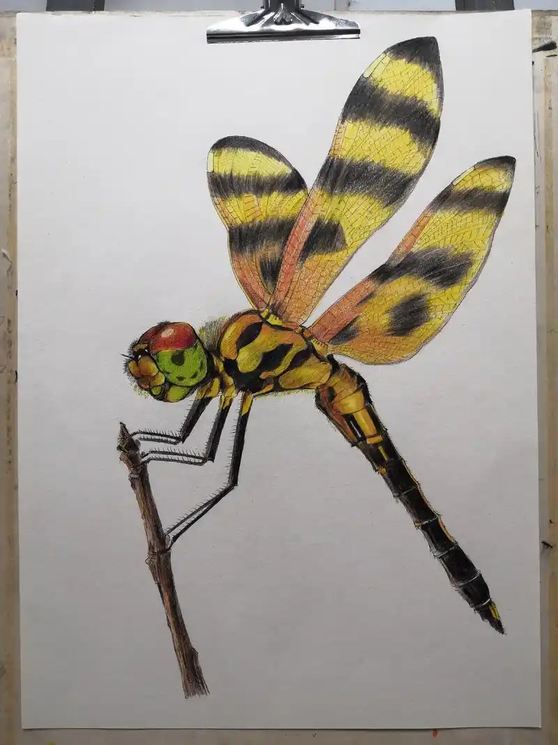 手绘 彩铅蜻蜓 - 抖音