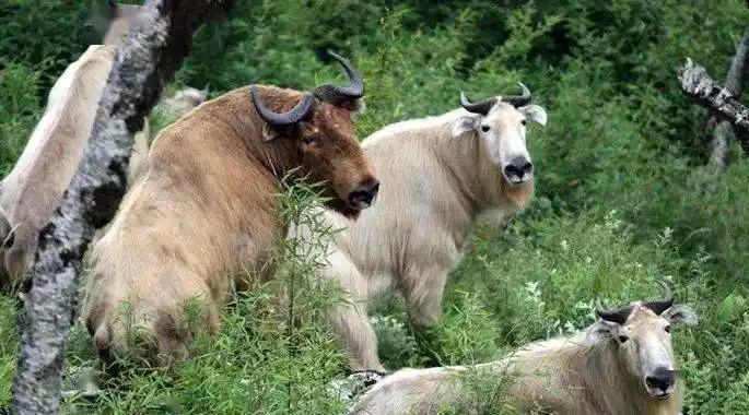 太白山中的萌宝_中国_秦岭_动物