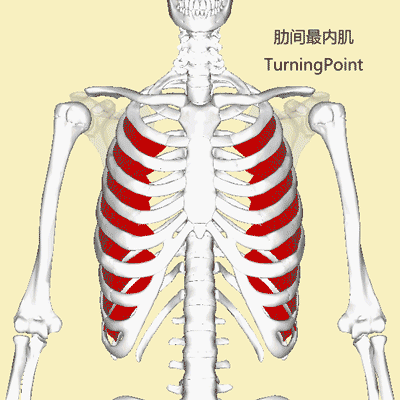 (2)肋间内肌:位于肋间外肌的深面,起于下位肋骨上缘,肌束斜向前上,止
