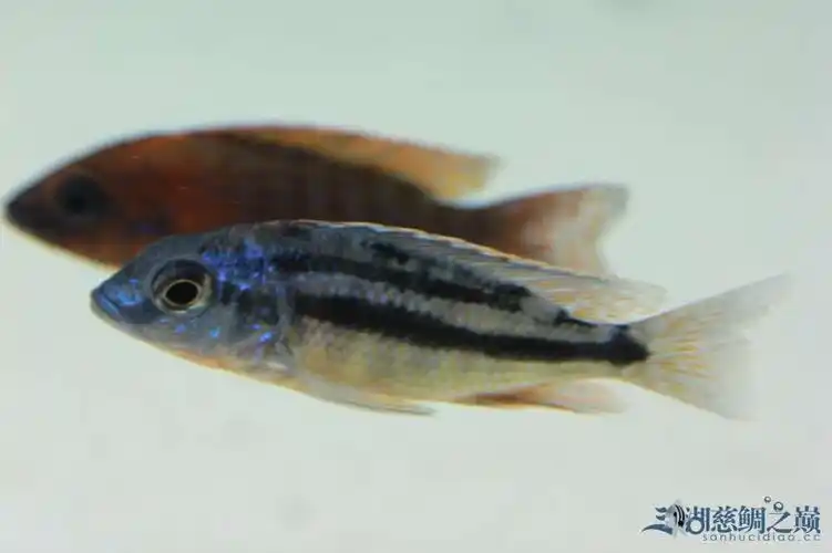 【小苹果】 红鹰 - 三湖慈鲷玩家 - 龙巅三湖慈鲷