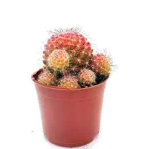 红品丸锦懒有娜种开花仙人球稀人易养殖办公o室内防辐射小盆栽特