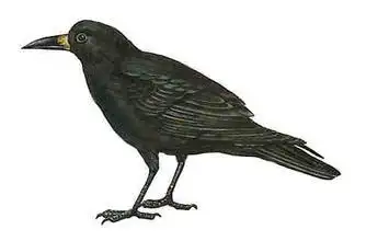 小乌鸦是什么东西?