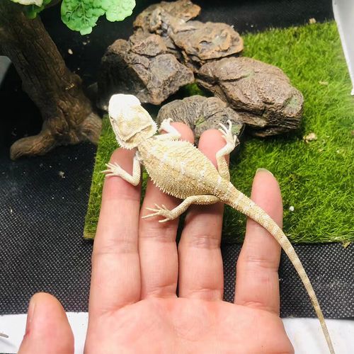 鬃狮蜥蜴活物超白zero苗可爱不咬人新手小孩爬宠包活 影子白苗