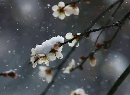 雪中梅韵 原创:秀绣(杨秀勤) 百花谁敢雪中开,梅花独领天下春.