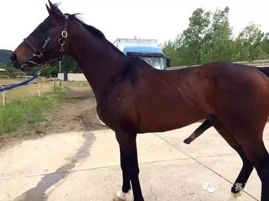 名门之后无敌成优秀种公马子嗣成绩斐然