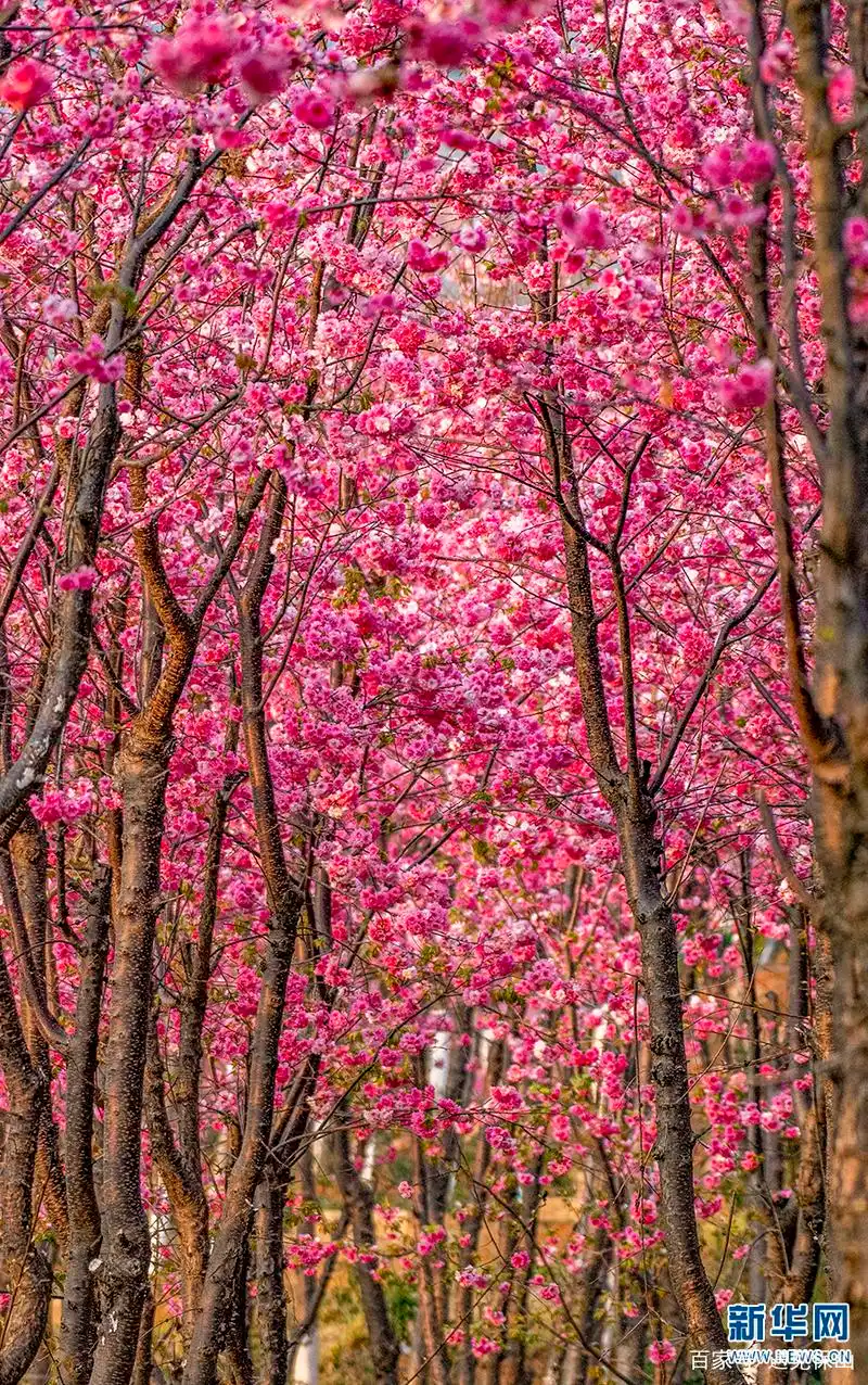 粉色花海醉东山