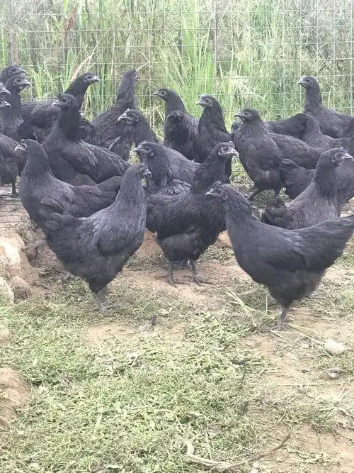 散养下蛋五黑鸡1000值得利润分析贵妃鸡肉好吃吗