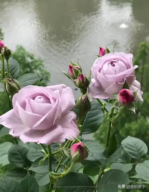 读了友友们对蓝色风暴月季的点评以后,我更喜爱这款月季花了