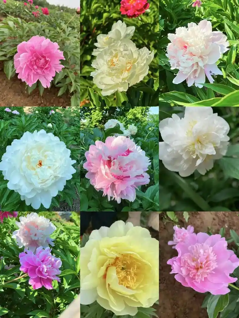 桥边红药.芍药有个很好的花语"情有所钟,于千万人之中,我独爱 - 抖音