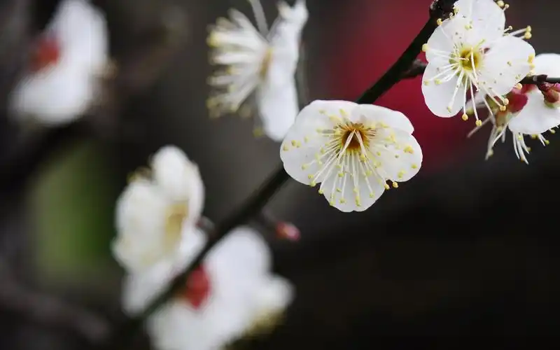 白色梅花盛开的唯美风景桌面壁纸下载