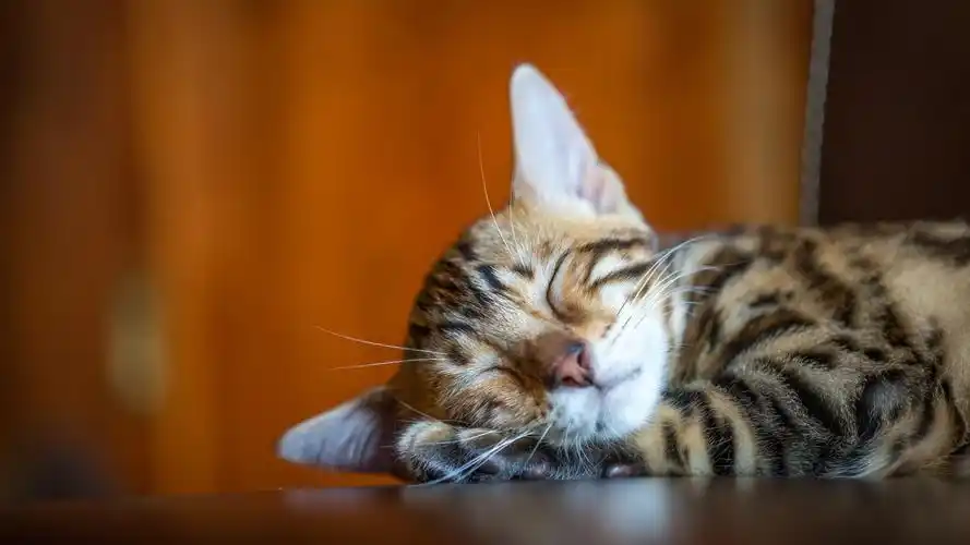 睡梦中的可爱小猫高清电脑桌面壁纸