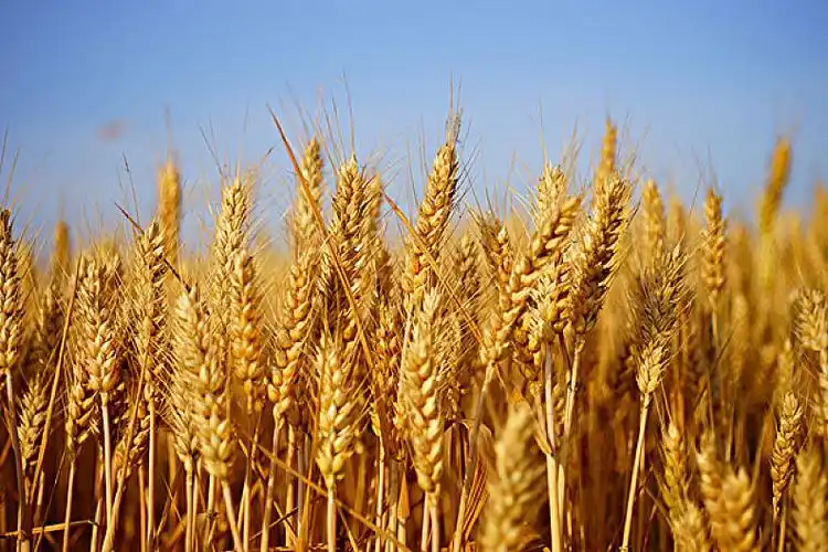 金黄的麦子图片_金黄的麦子高清图片_全景视觉