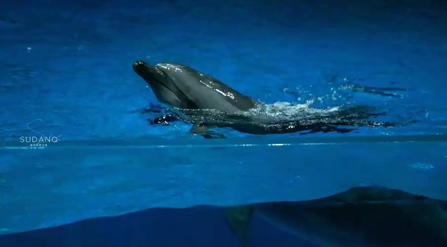 武汉也有一片"海洋世界",潜水喂食鲨鱼太刺激_极地_动物_白鲸