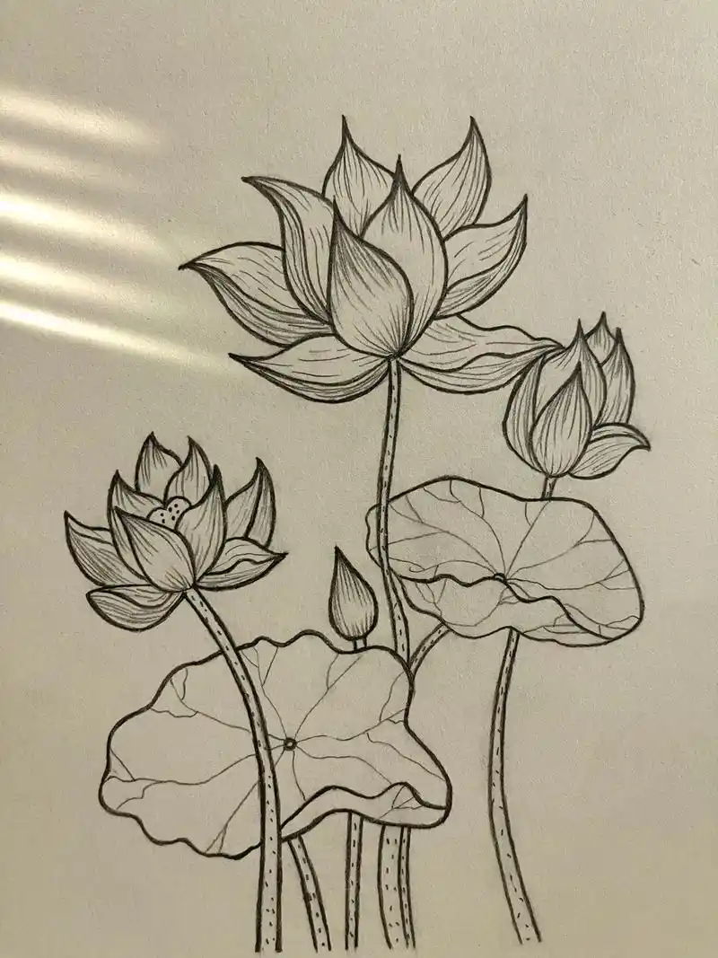 no.58简笔画-"荷花-荷花不知道…"#绘画临摹#荷花   - 抖音