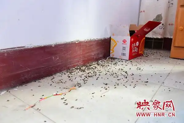 地面上大量的蝙蝠粪便