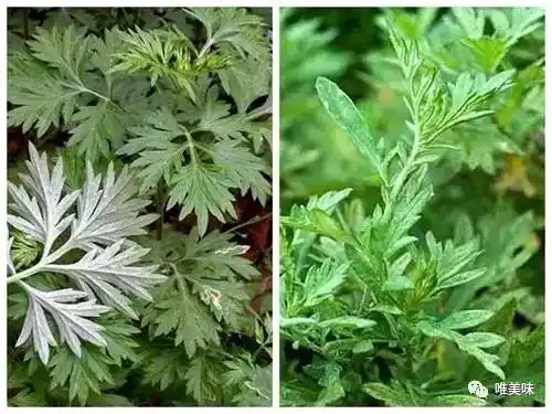 做青团的艾草跟做艾灸的艾草是同一种吗?