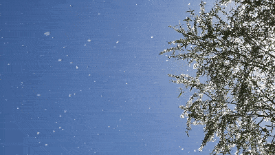 又是一年柳絮纷飞 如何防止柳絮过敏呢?