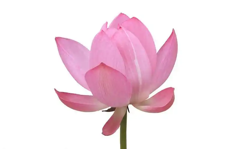 白色背景,正面,爱情,幸福,纯洁,莲花,粉红色,粉红,浪漫,一朵,粉色