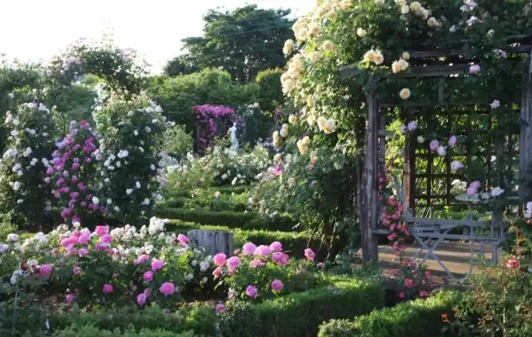 10种"漂亮花",春天撒几粒种子,长满小花园,开出一片"花海"