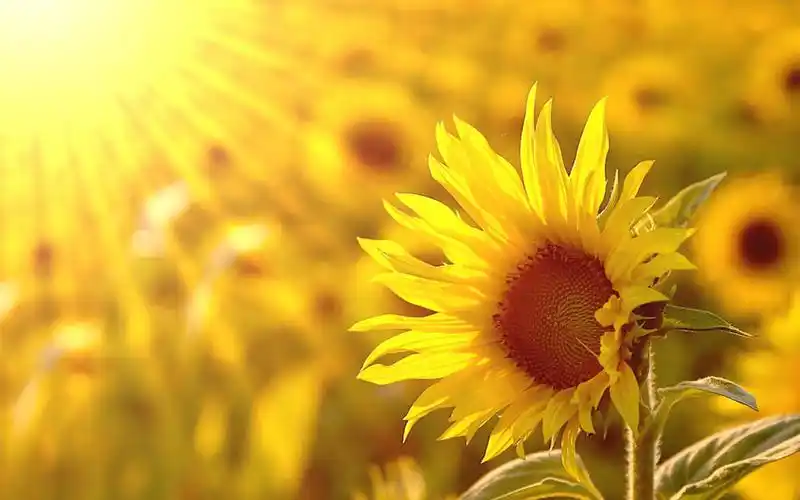 唯美向日葵植物花卉图片桌面壁纸