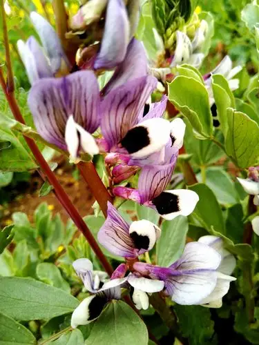 植物之美 蚕豆花 - 陌上896 - 图虫