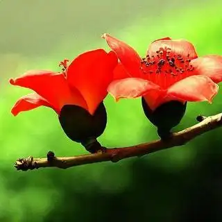 木棉花开的春天