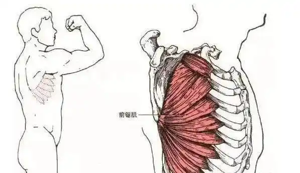 前锯肌你知道怎么练吗?2个动作,让你练出漂亮的前锯肌!