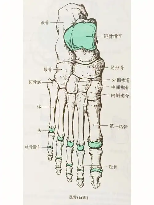 解剖足部骨骼