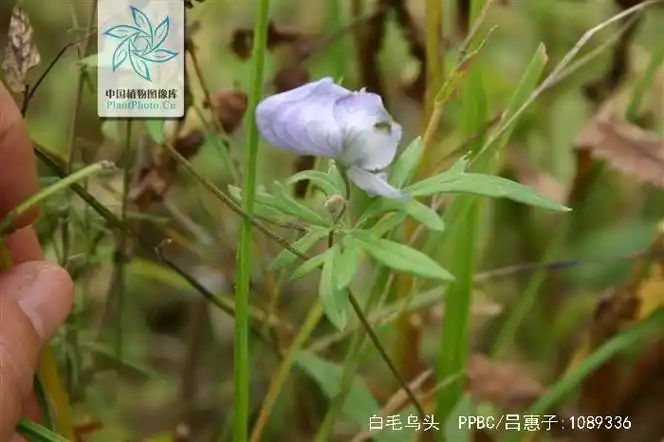 p>白毛乌头(学名:aconitum villosum rchb.