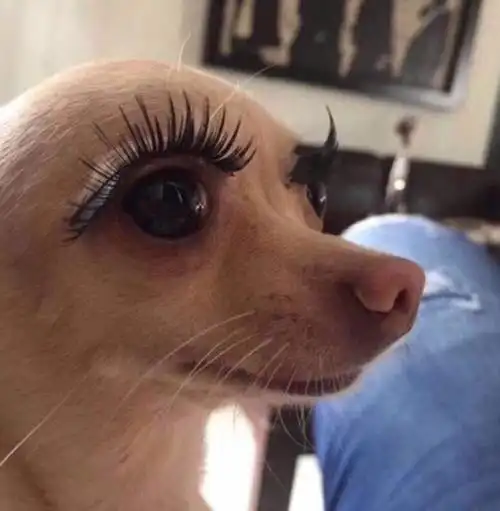 头像沙雕超级耐看的沙雕头像