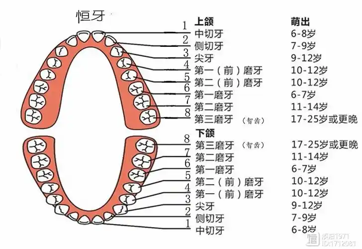 各种牙齿的名称功能及矫正