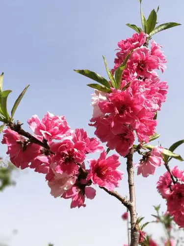 千佛山的桃花美丽动人.