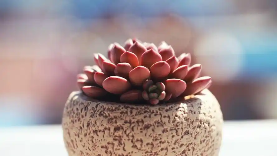 小清新多肉盆栽植物唯美高清壁纸