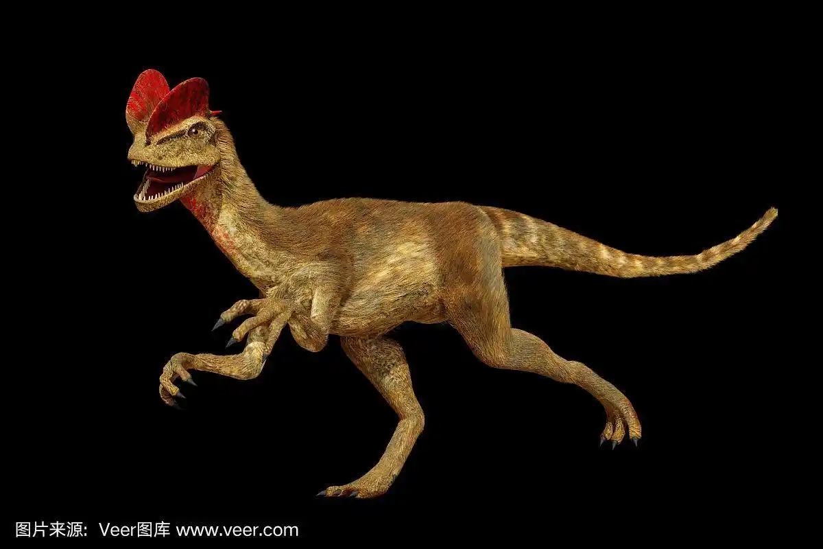 早期侏罗纪时期的兽脚类恐龙——dilophosaurus (3d渲染,黑色背景)