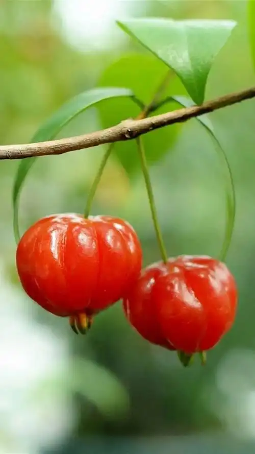 水果照片大全唯美图片(最美好看的水果图片)