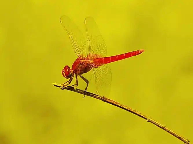 红蜻蜓