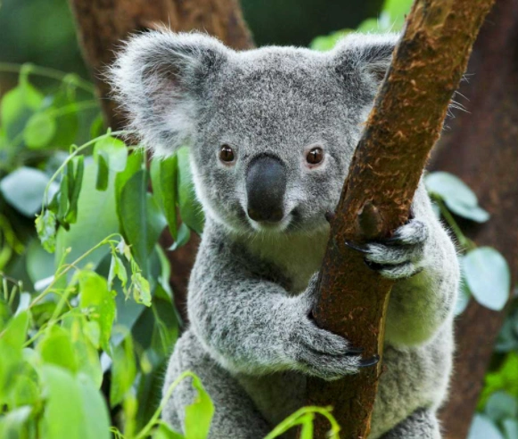 澳洲考拉濒临灭绝?!可怕的人类又要毁掉一个小可爱?|树袋熊|灭绝