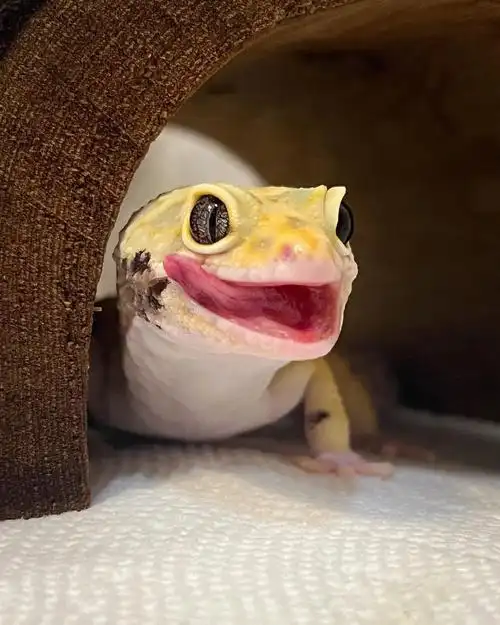 新手入门豹纹守宫来咯 也太可爱了叭!