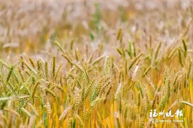 福州金色麦浪重现背后有位守望者