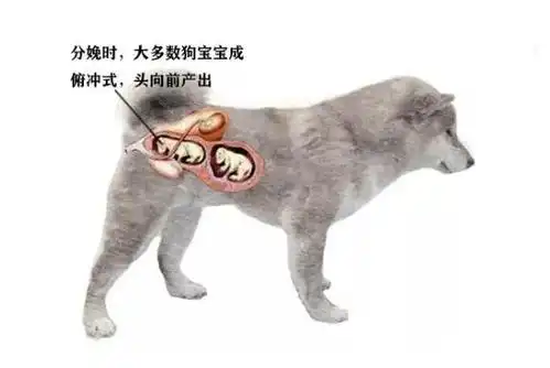 柴犬配种,孕期和产后护理及幼犬饲养手册