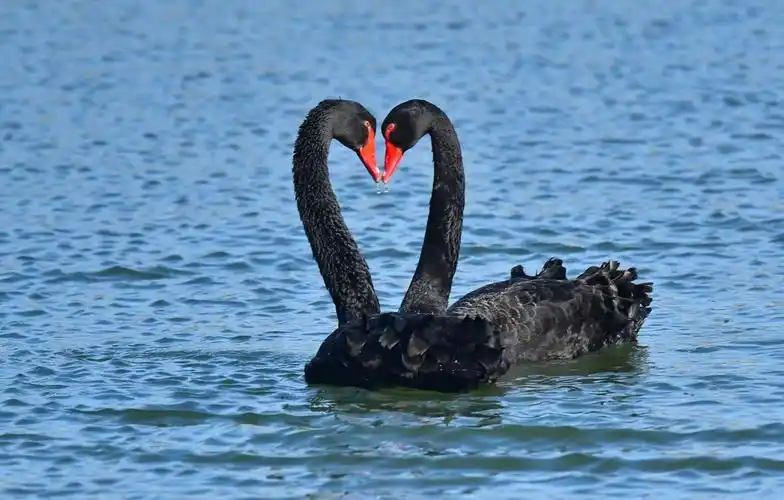 黑天鹅奥海秀恩爱